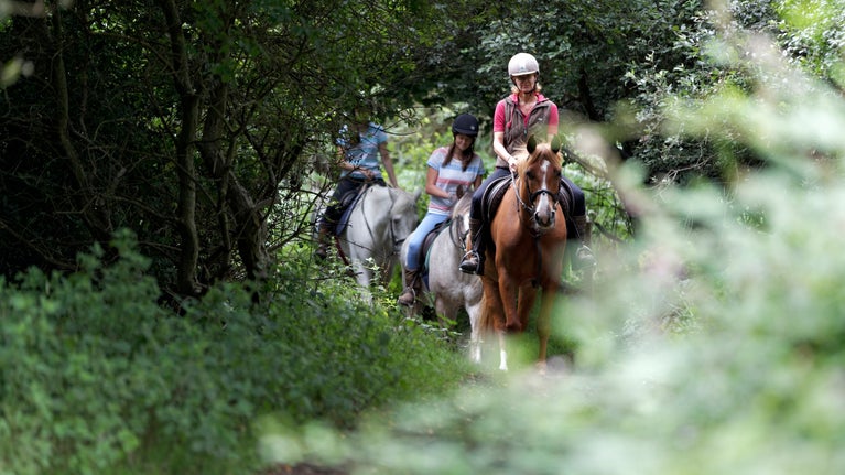 Group of three on horseback, riding through woodland